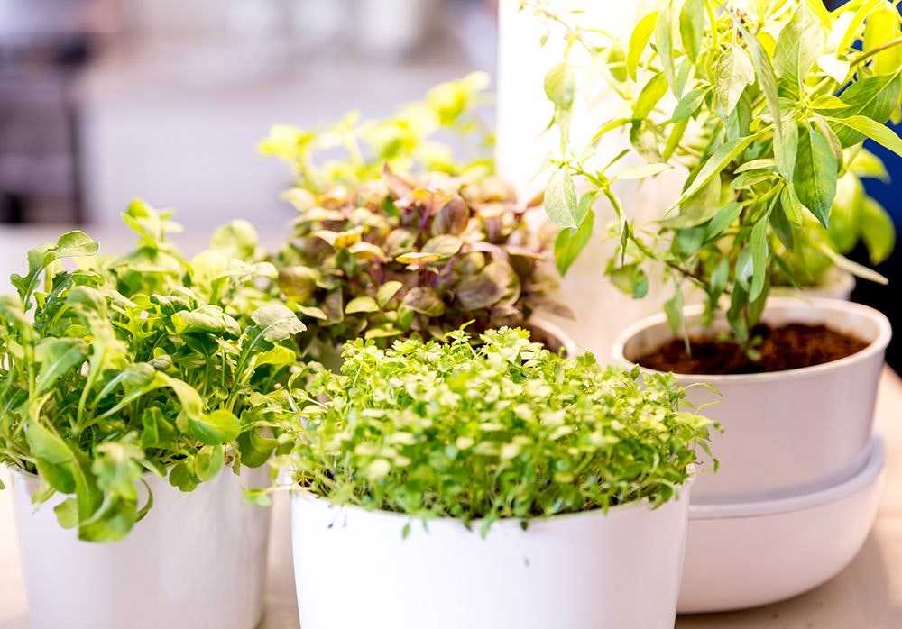 How Micro-Gardens Can Help Close The Food Gap